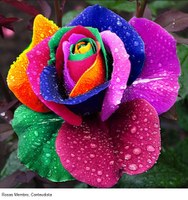 Rosas